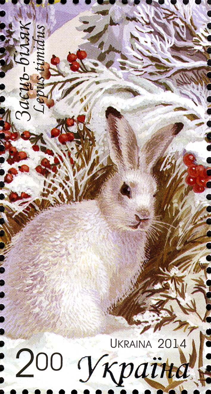 Ukrainian postage stamp showing a white hare, labeled заєць-біляк